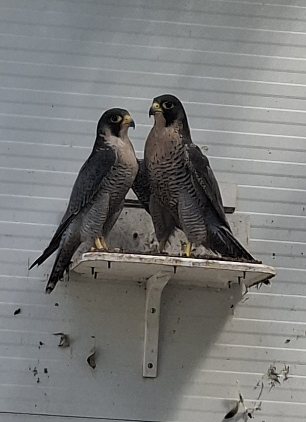 Casal reprodutor — Falco peregrinus peregrinus